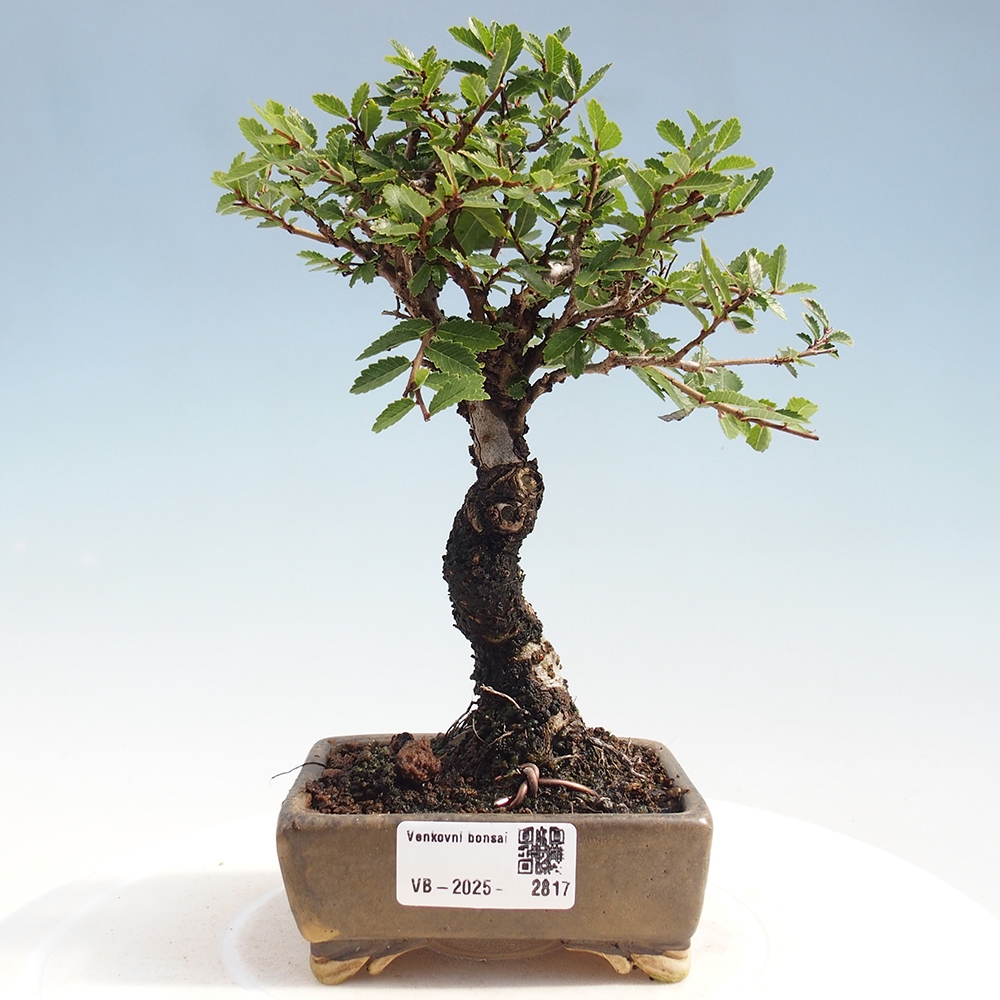 Bonsai da esterno - Zelkova - Zelkova NIRE