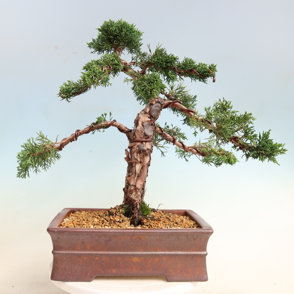 Bonsai da esterno - Juniperus chinensis Kishu