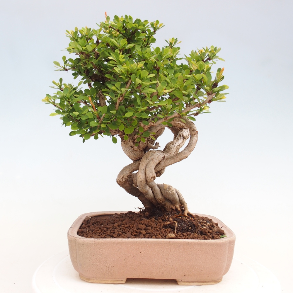 Bonsai da esterno - Berberis coreana