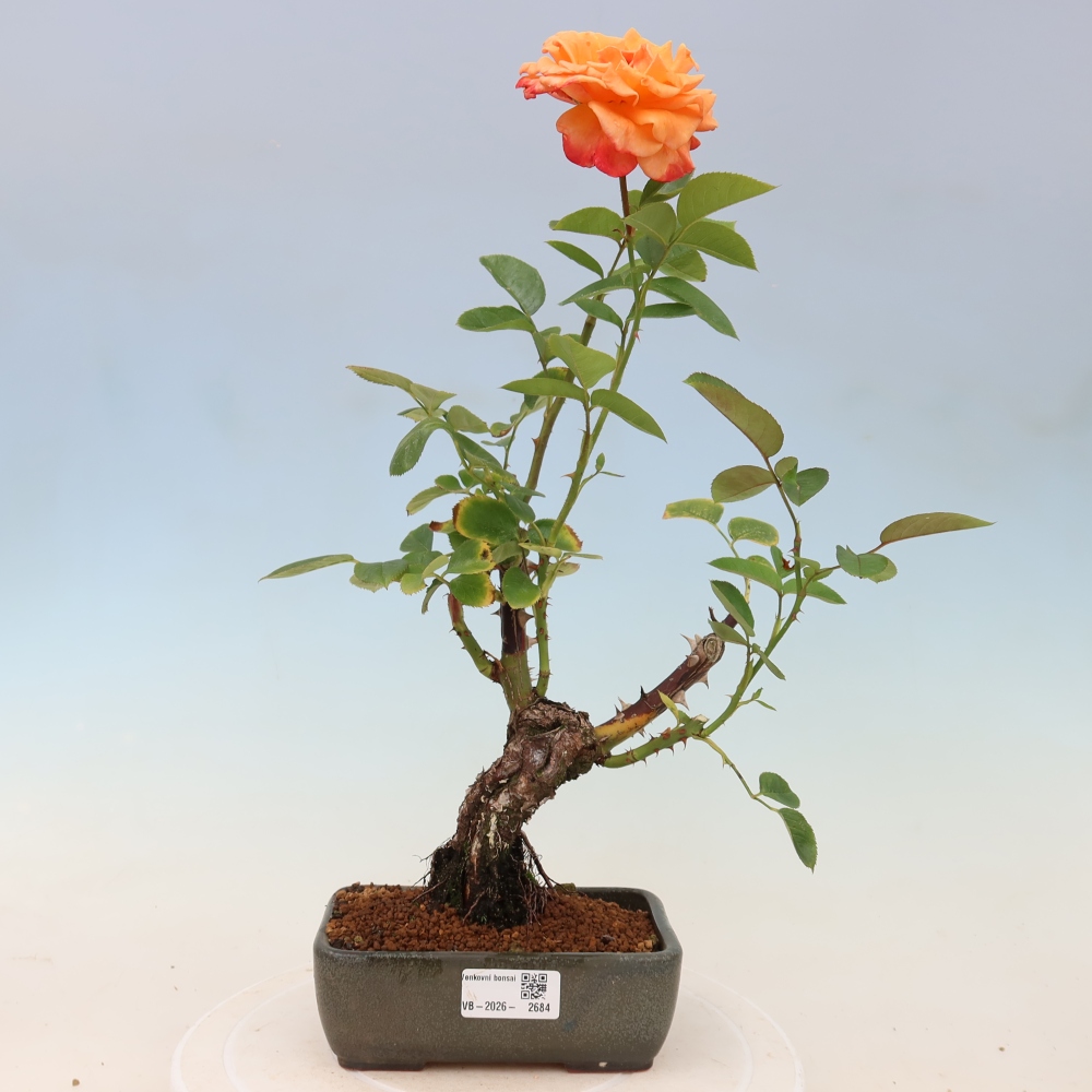 Bonsai da esterno - Rosa Kordes - rosa