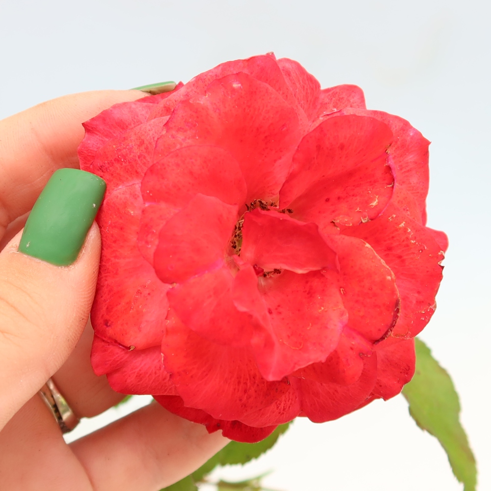 Bonsai da esterno - Rosa Kordes - rosa