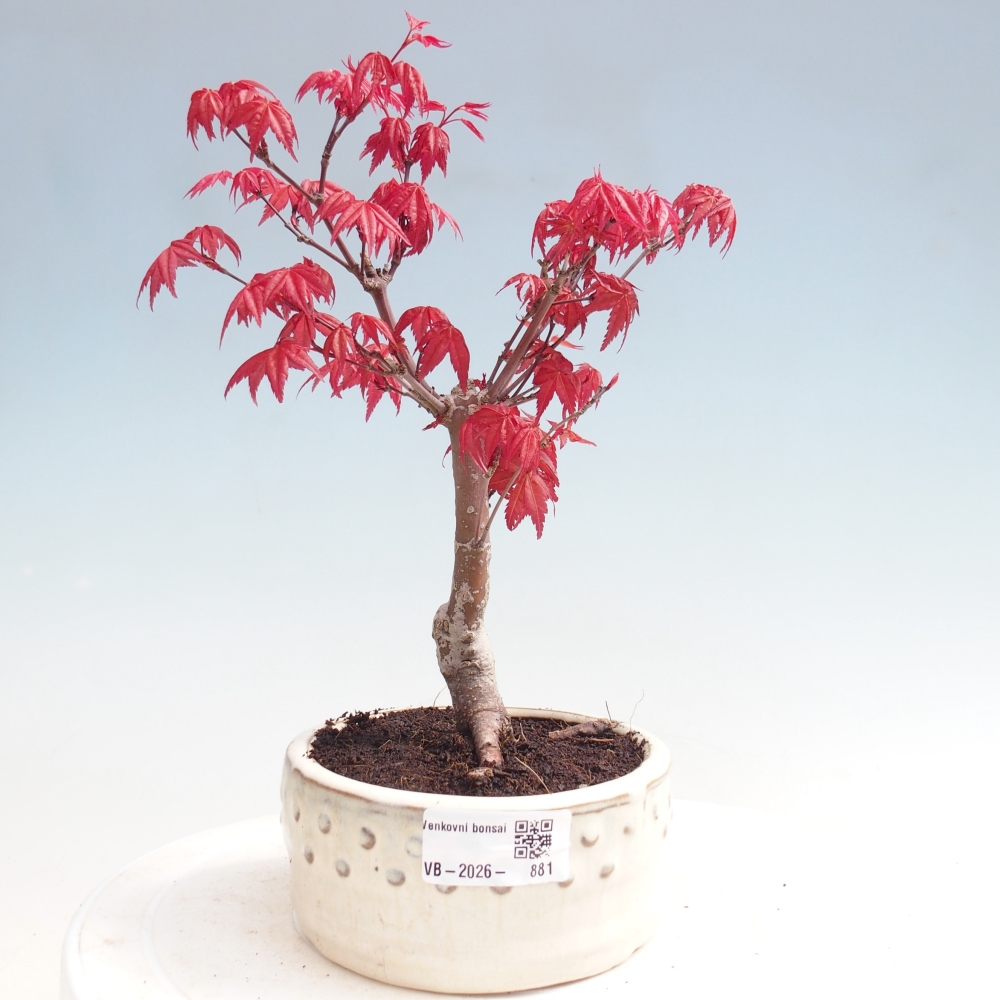 Bonsai da esterno - Acer palmatum DESHOJO