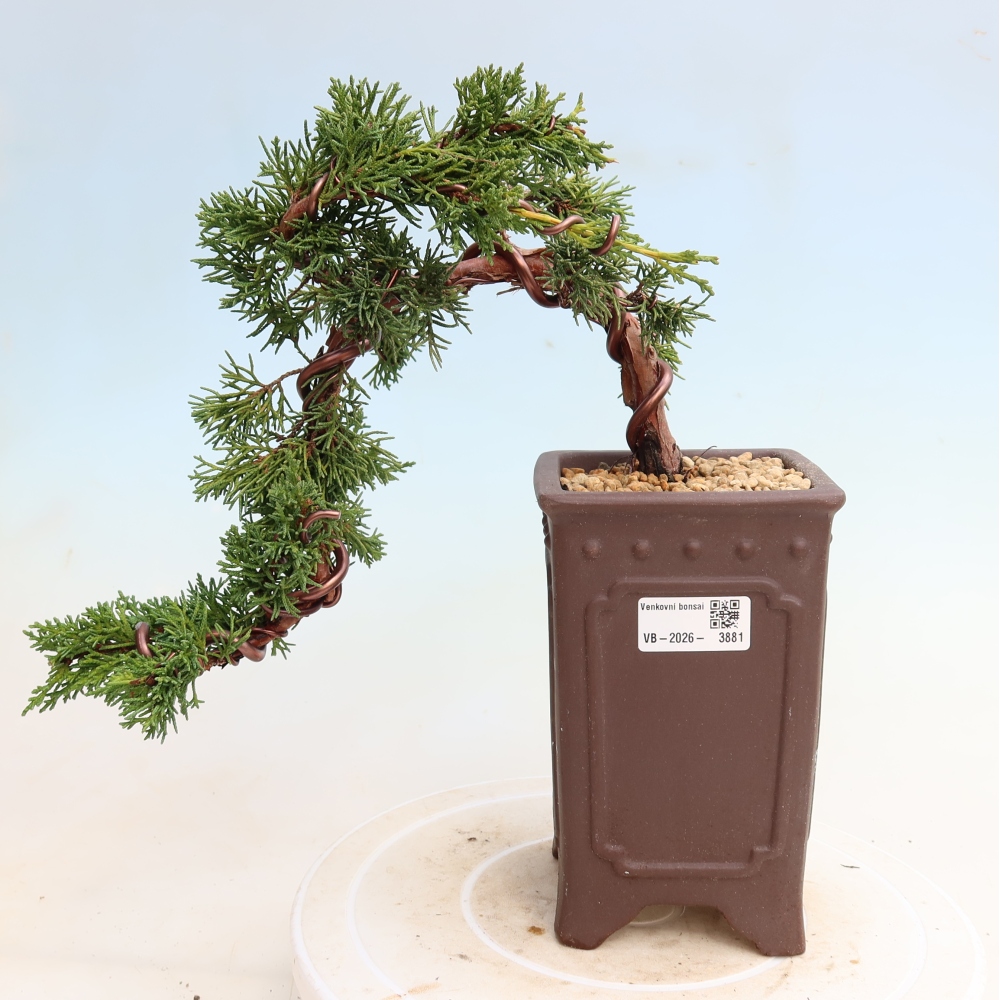 Bonsai da esterno - Juniperus chinensis Kishu