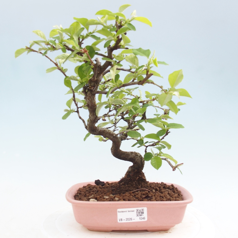 Bonsai da esterno - Chaneomeles chinensis