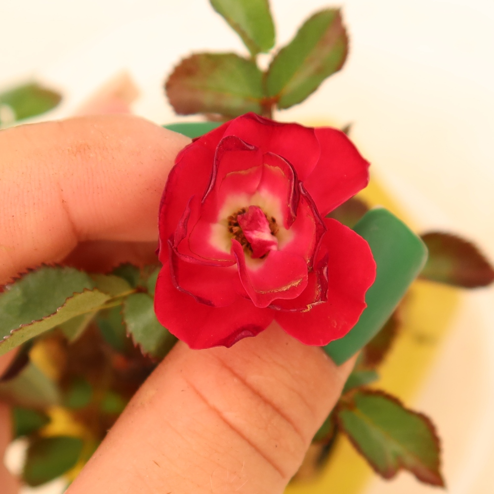Bonsai da esterno - Rosa Kordes - rosa