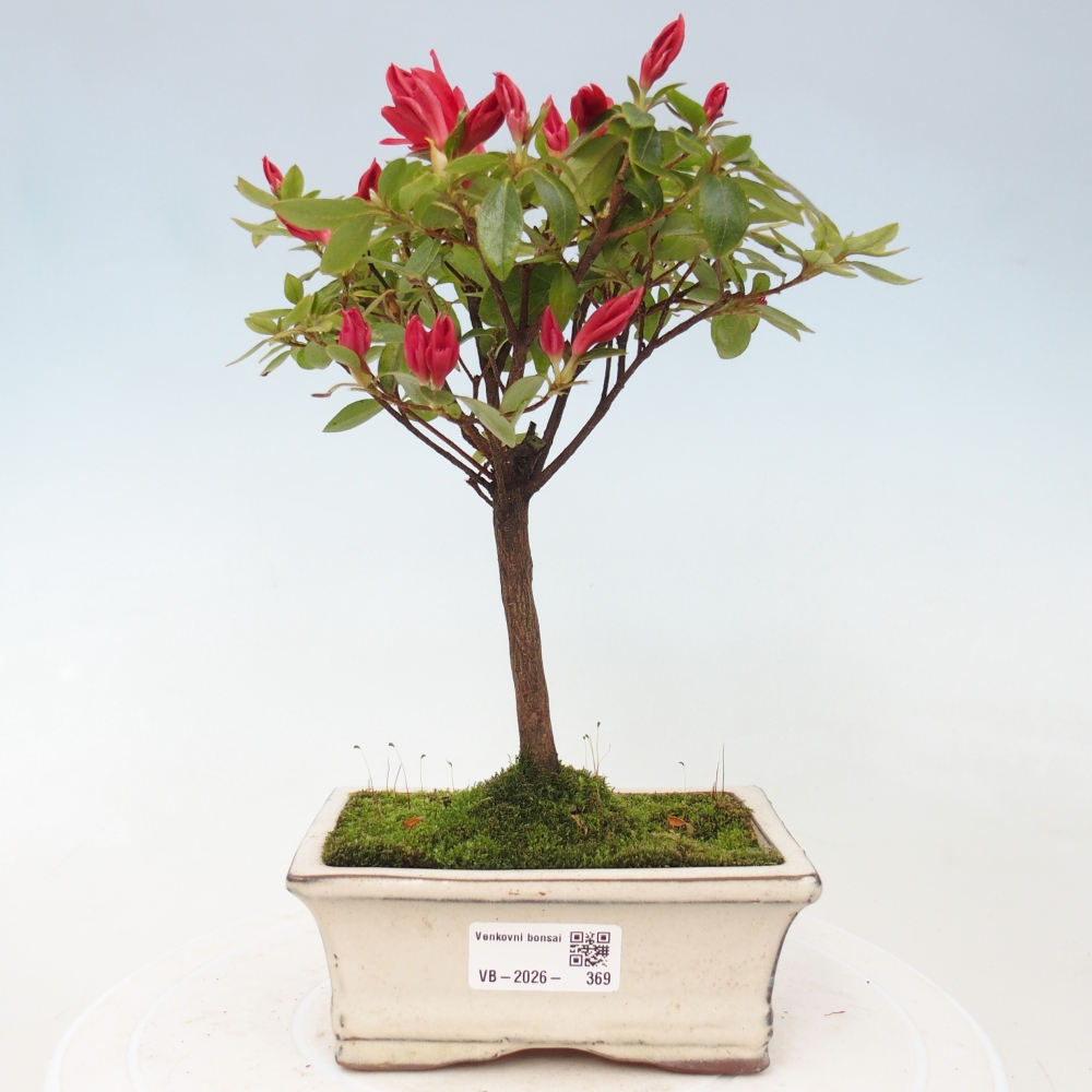 Bonsai da esterno - Azalea giapponese - Azalea sp.