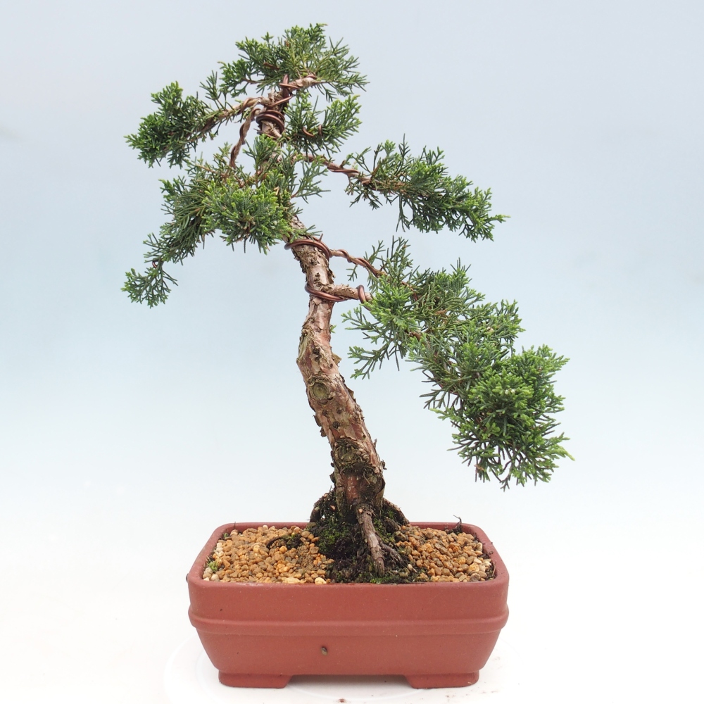 Bonsai da esterno - Juniperus chinensis Kishu