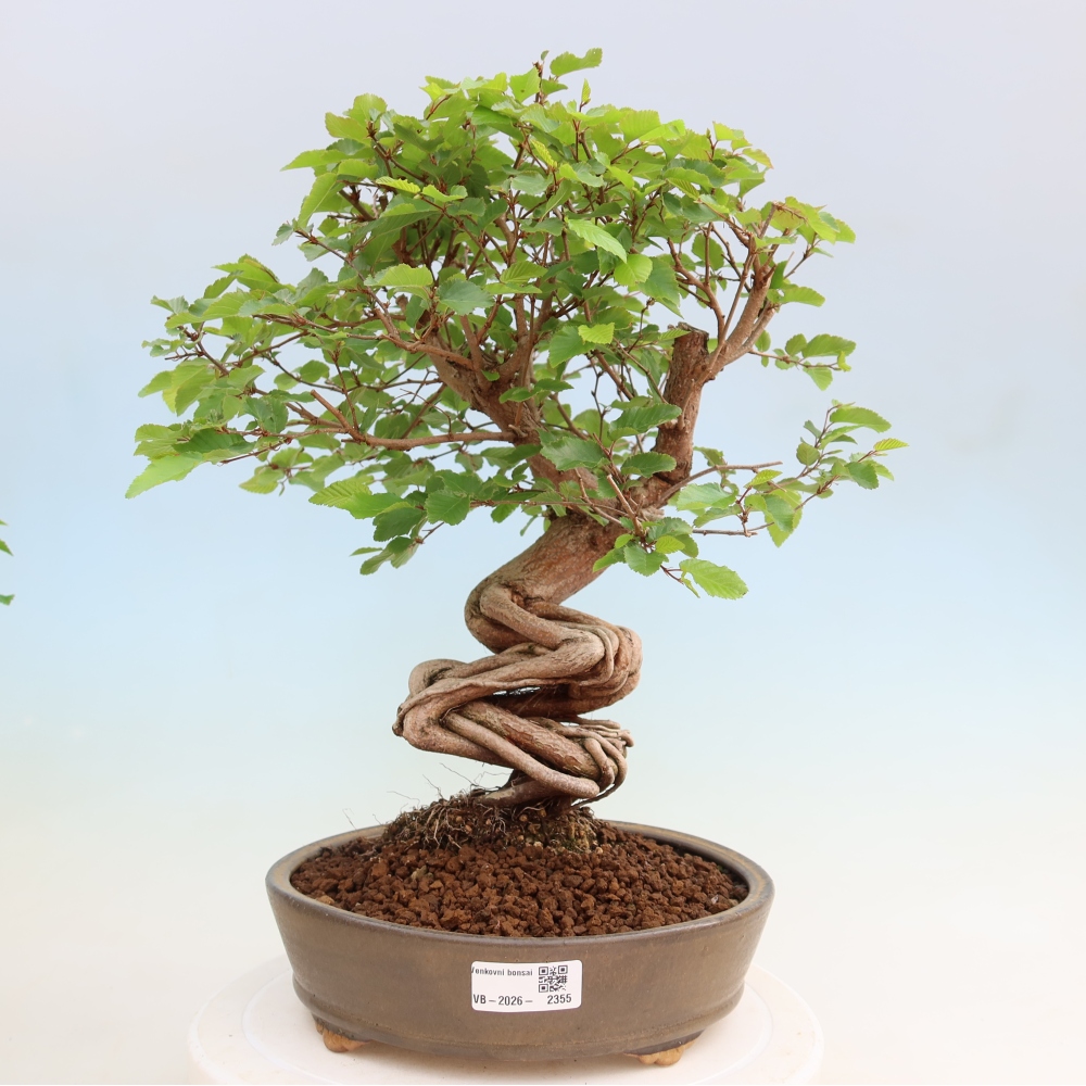 Bonsai da esterno -Carpinus Coreana - Carpino coreano