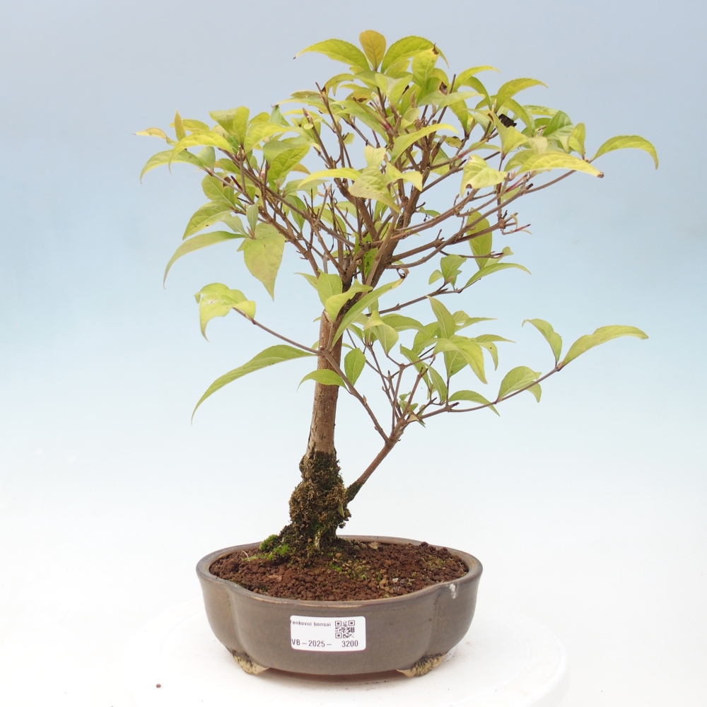 Bonsai da esterno - Callicarpa japonica