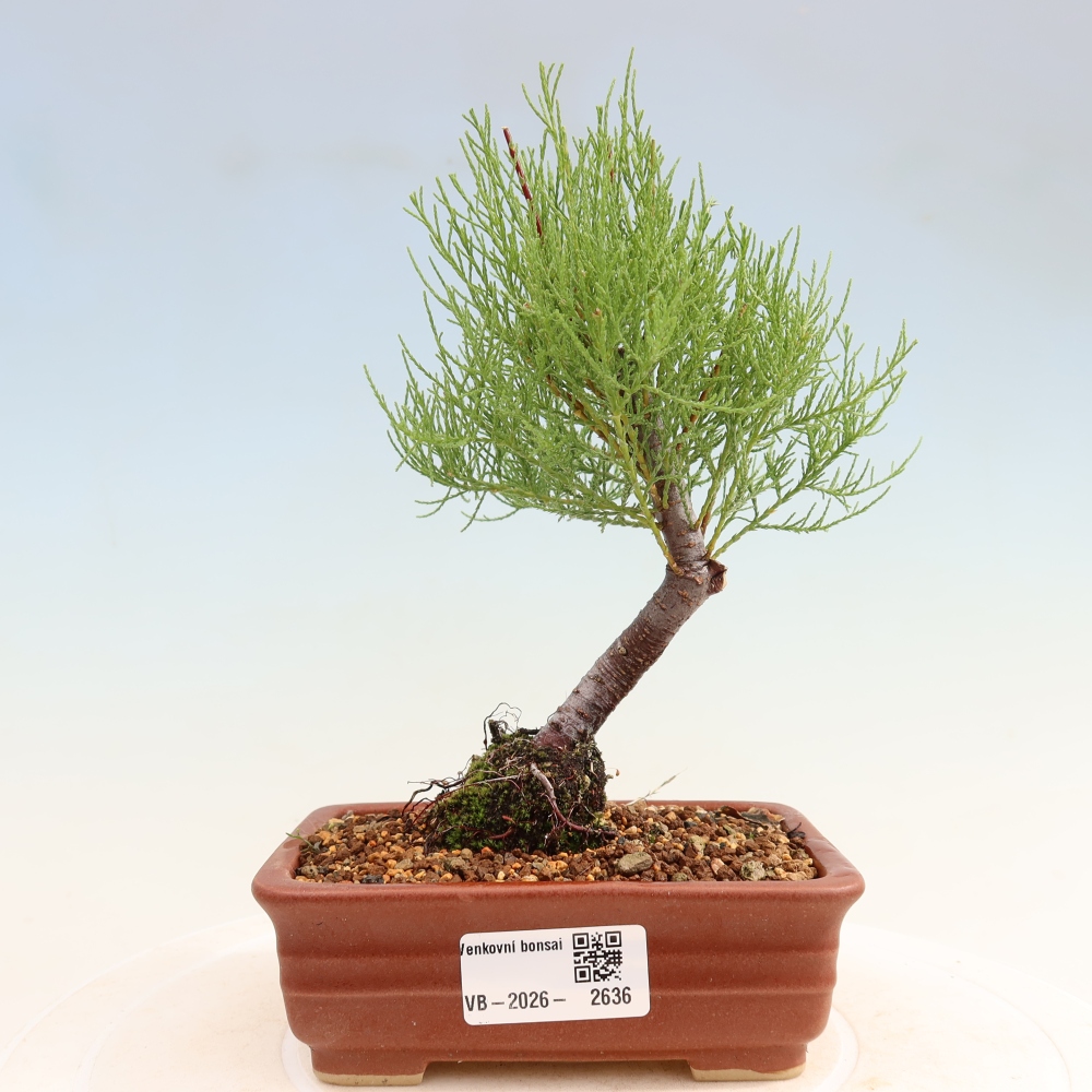 Bonsai da esterno - Tamarisco - Tamarix