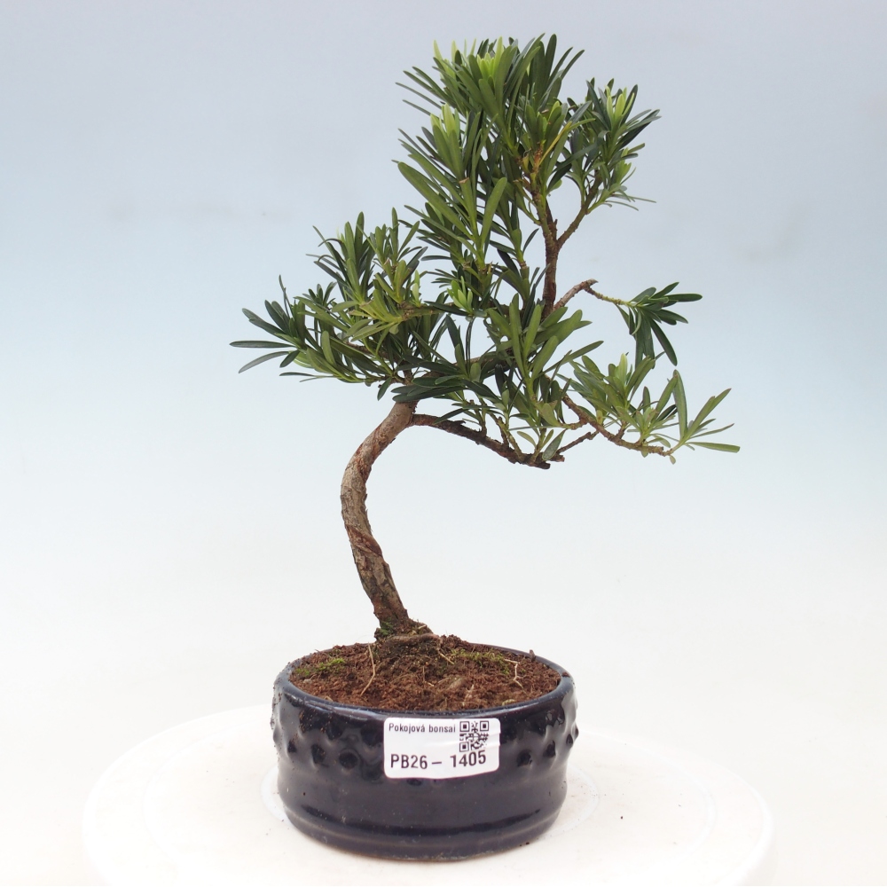 Camera bonsai - Podocarpus - Tasso delle pietre