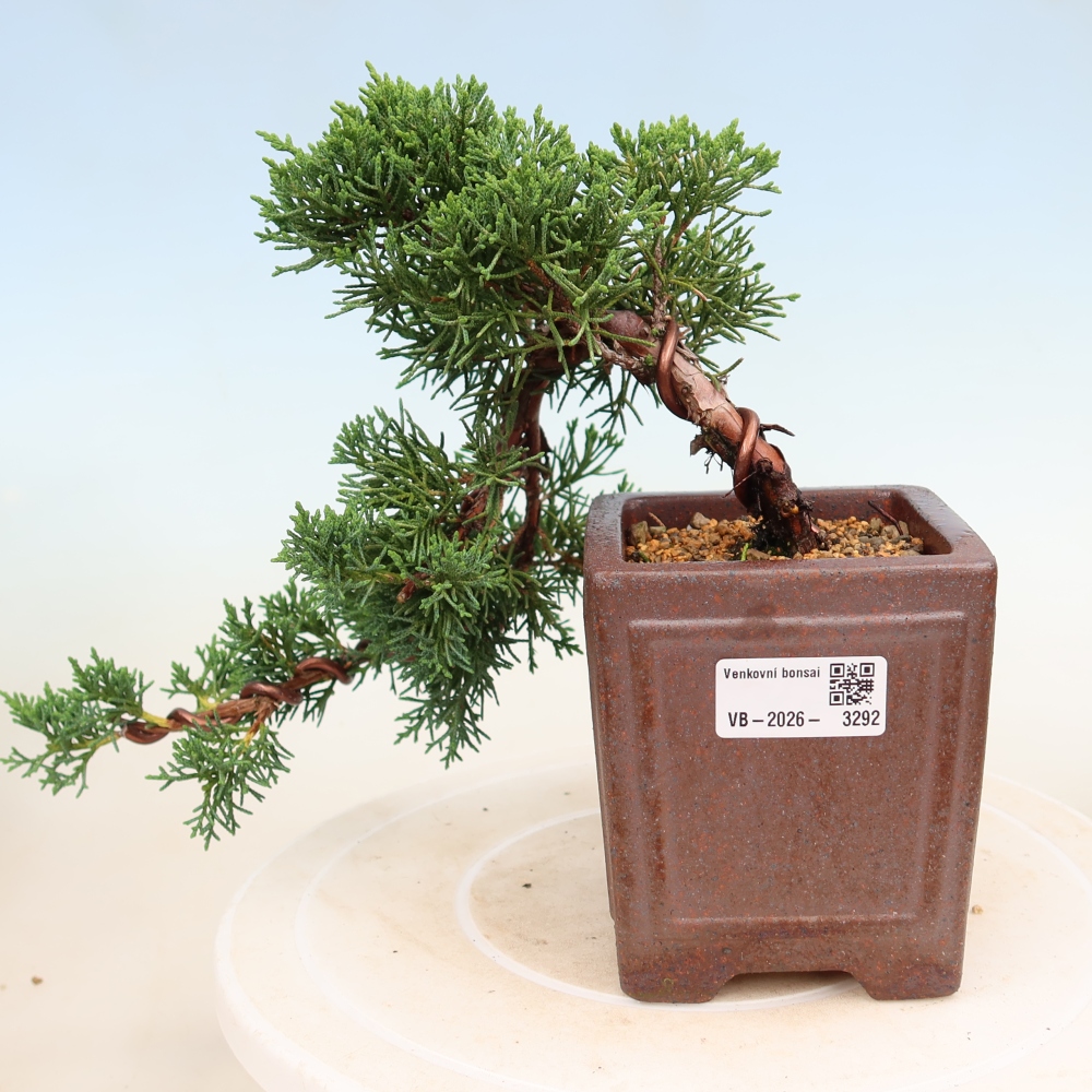 Bonsai da esterno - Juniperus chinensis Kishu