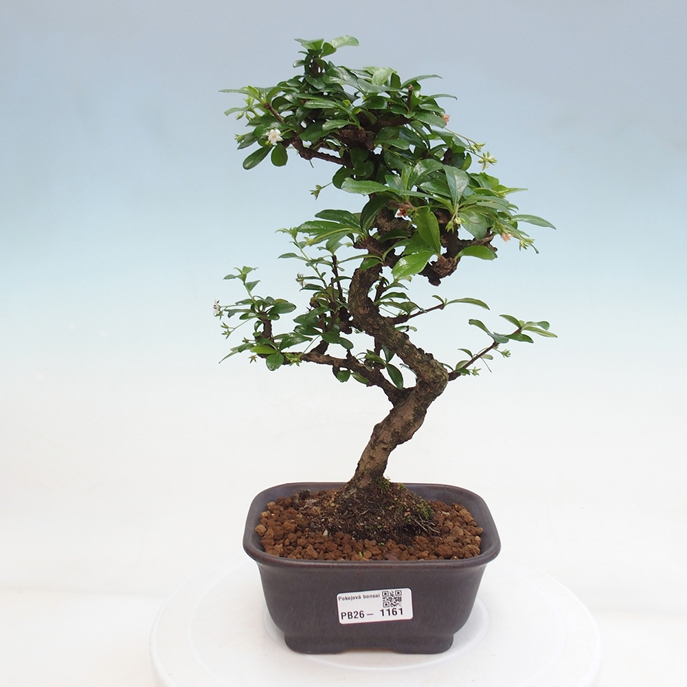 Camera bonsai - Carmona macrophylla - Tea fuki