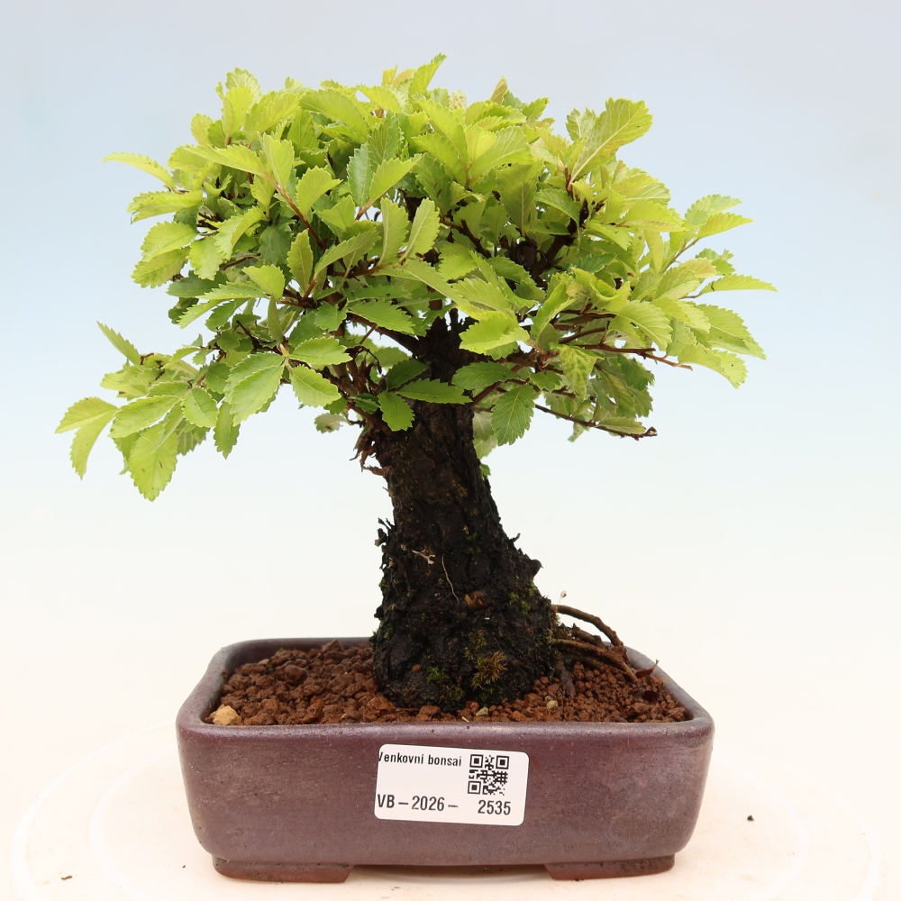 Bonsai da esterno - Zelkova - Zelkova NIRE