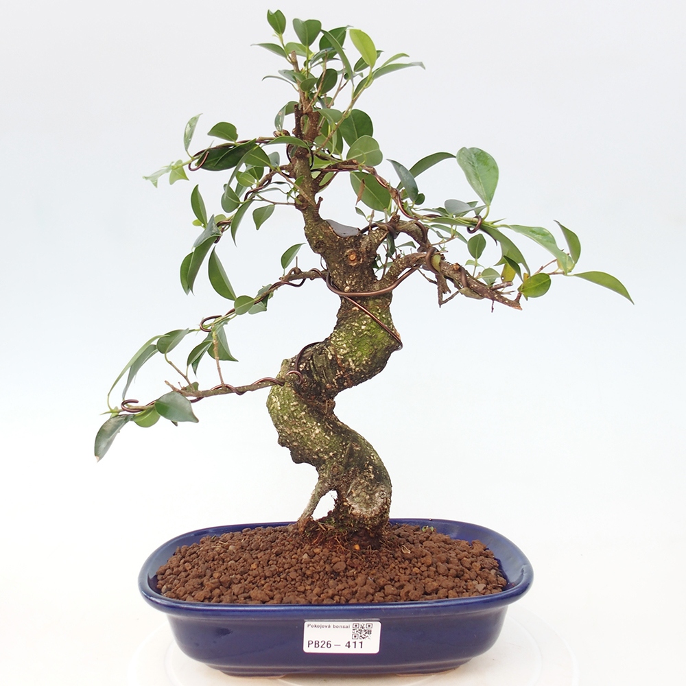 Camera bonsai - Ficus retusa - ficus a foglie piccole