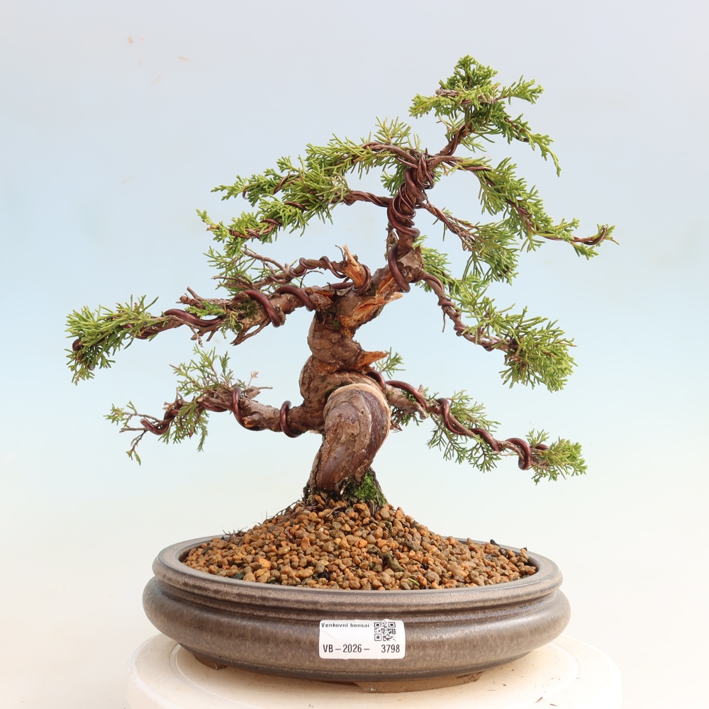 Bonsai da esterno - Juniperus chinensis Itoigawa-Juniperus chinensis