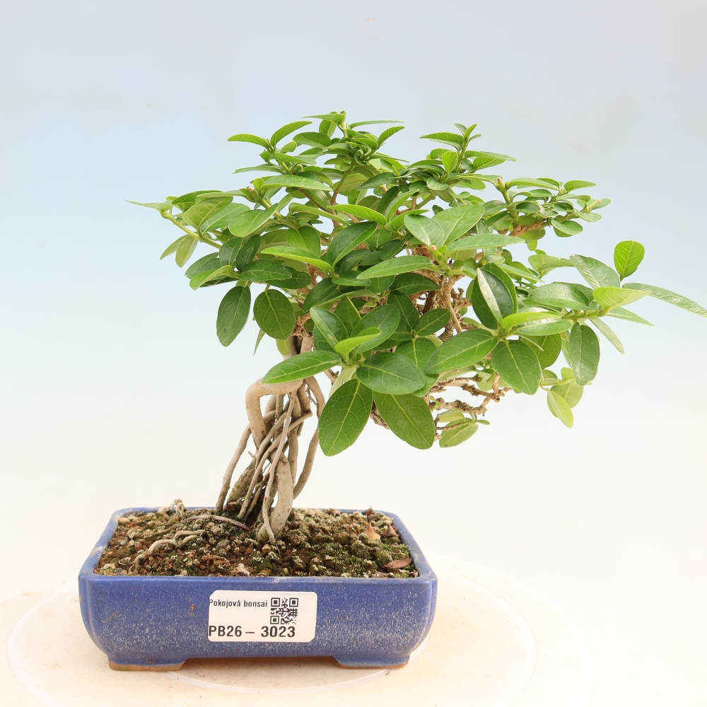 Bonsai da interno - Premna serratifolia - Kozlovna malolista