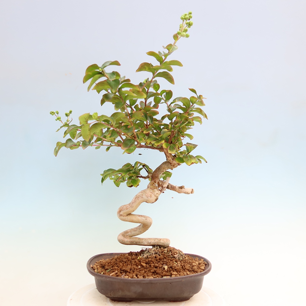 Bonsai da interno - Lagerstroemia indica - lillà indiano