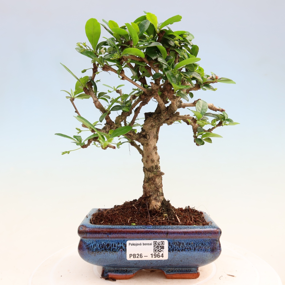 Camera bonsai - Carmona macrophylla - Tea fuki