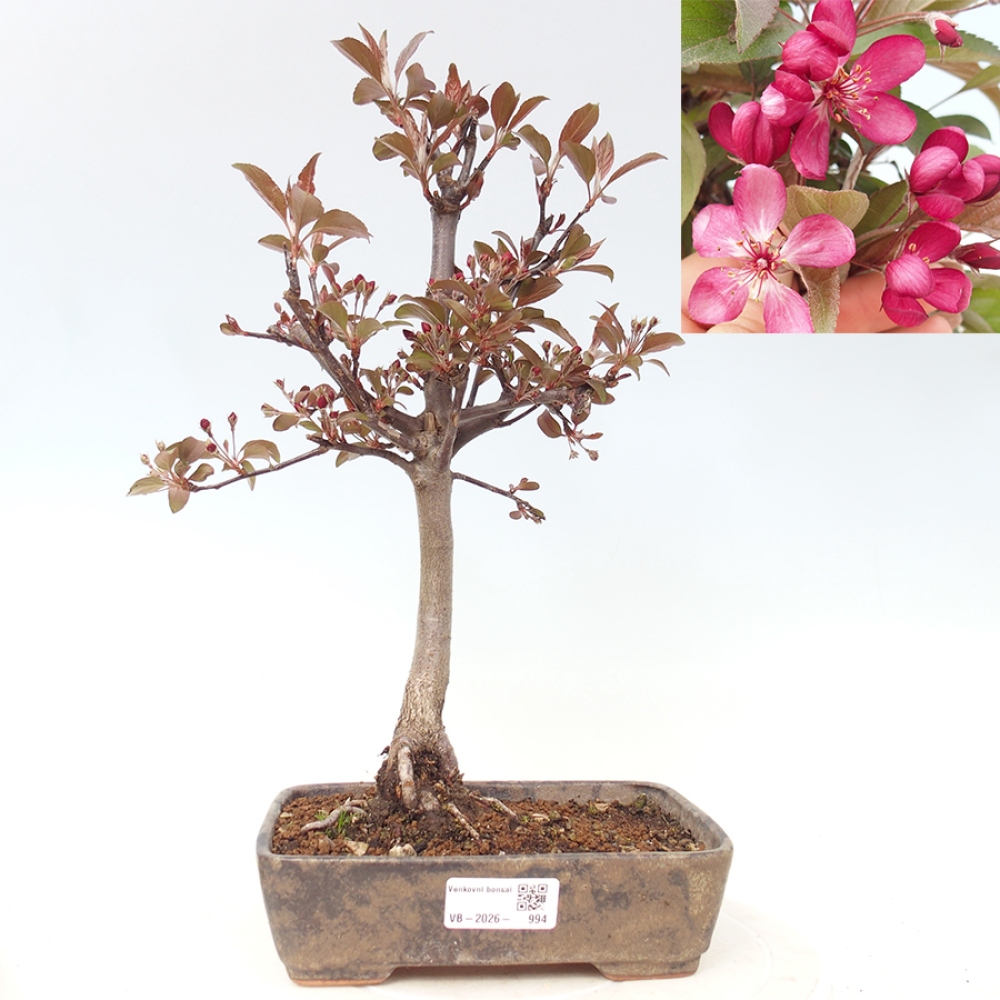 Bonsai da esterno -Malus domestica - Melo a piccoli frutti a foglie rosse