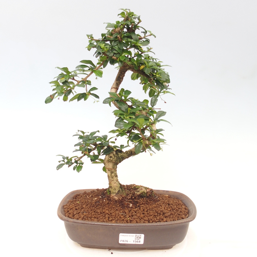Camera bonsai - Carmona macrophylla - Tea fuki