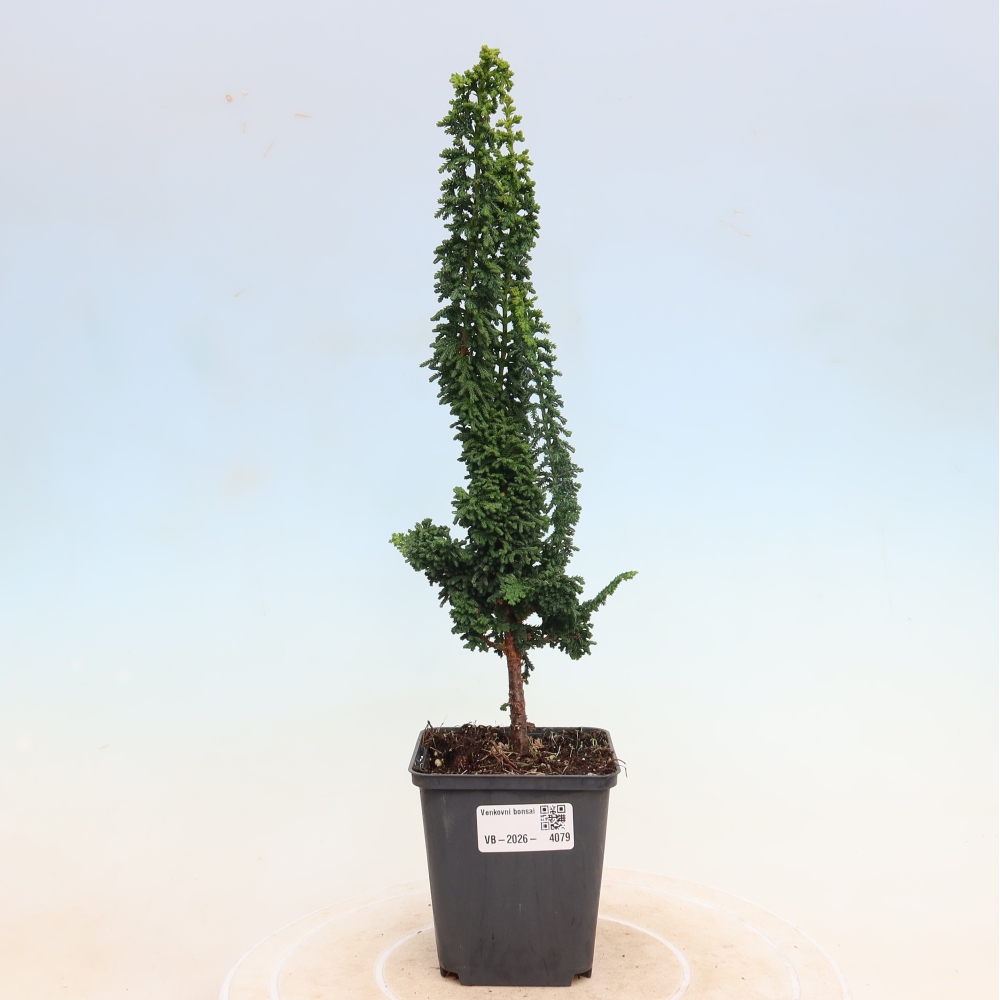 Bonsai da esterno - Cham. obtusa SEKKA HINOKI - Cipresso