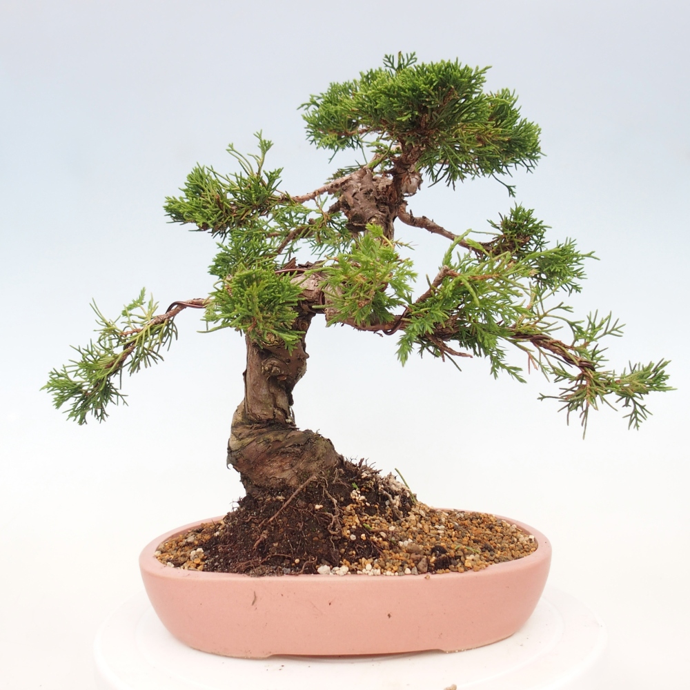 Bonsai da esterno - Juniperus chinensis Itoigawa