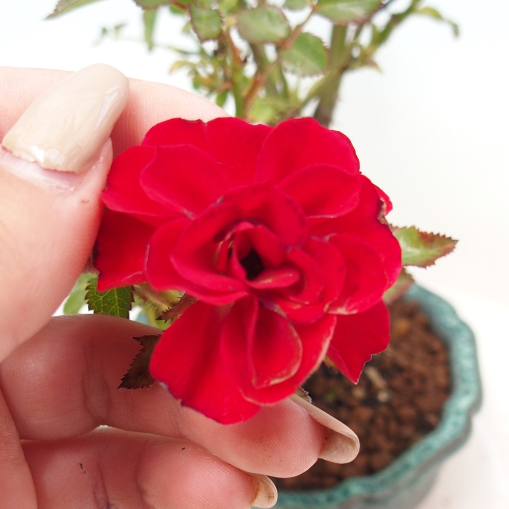 Bonsai da esterno - Rosa Kordes - rosa