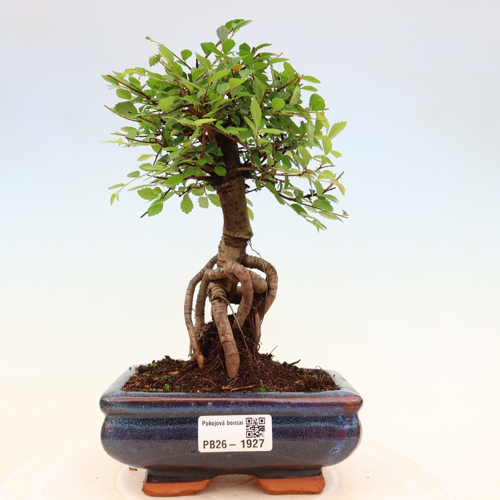 Camera bonsai - Ulmus parvifolia - Olmo a foglie piccole