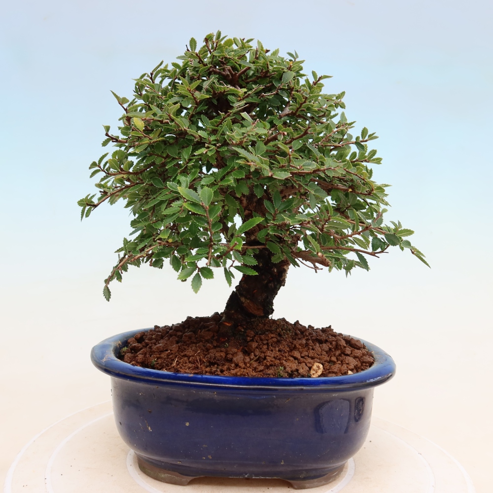 Bonsai da esterno - Zelkova - Zelkova NIRE