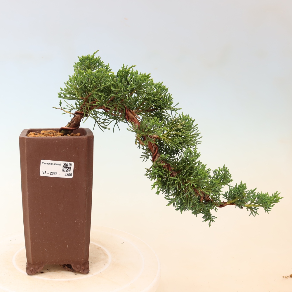 Bonsai da esterno - Juniperus chinensis Kishu