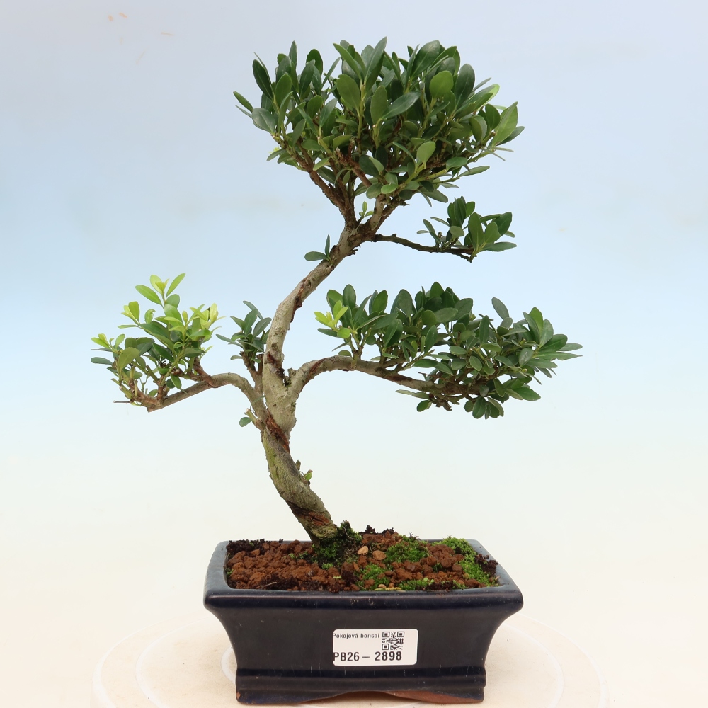 Camera bonsai - Ilex crenata - Agrifoglio