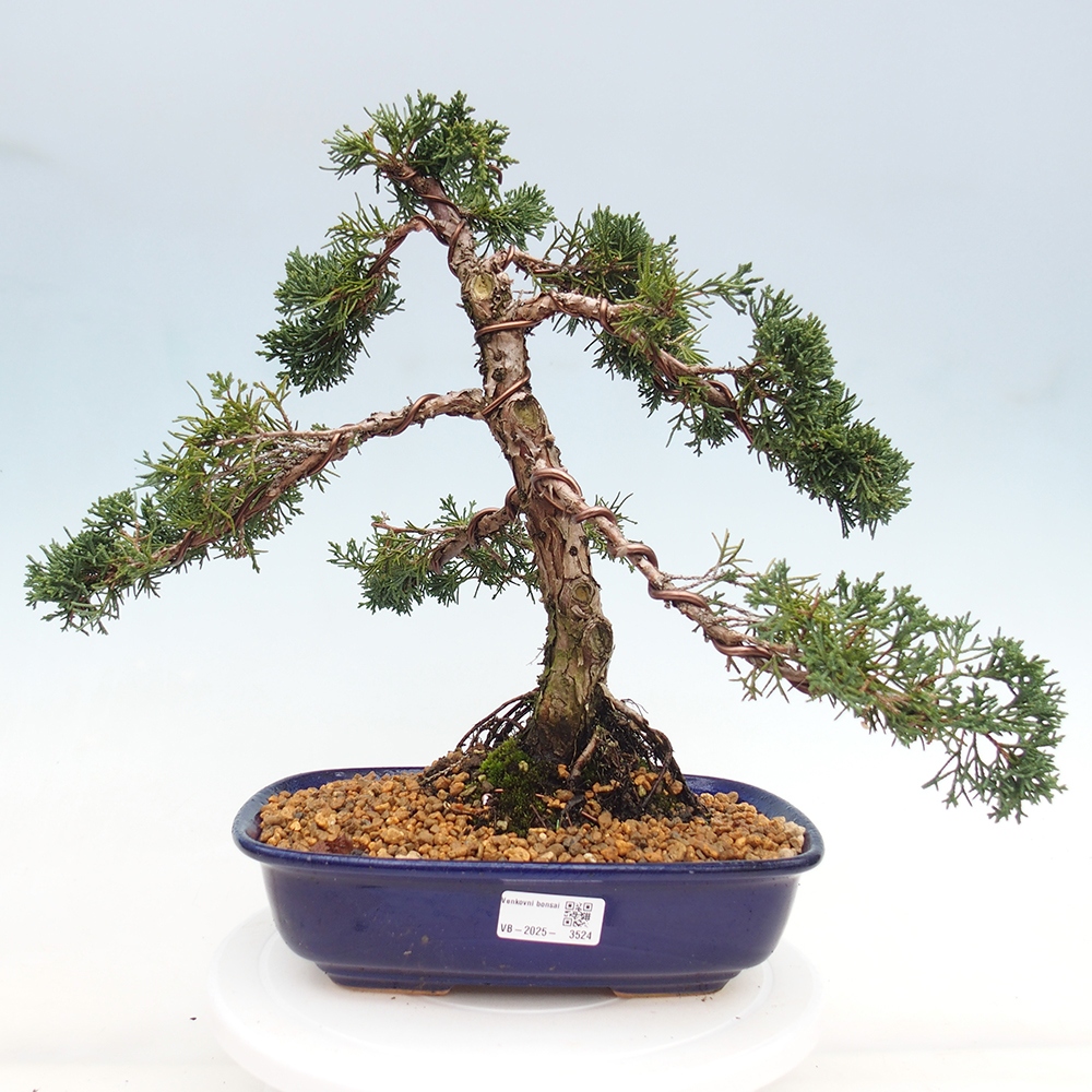 Bonsai da esterno - Juniperus chinensis Kishu