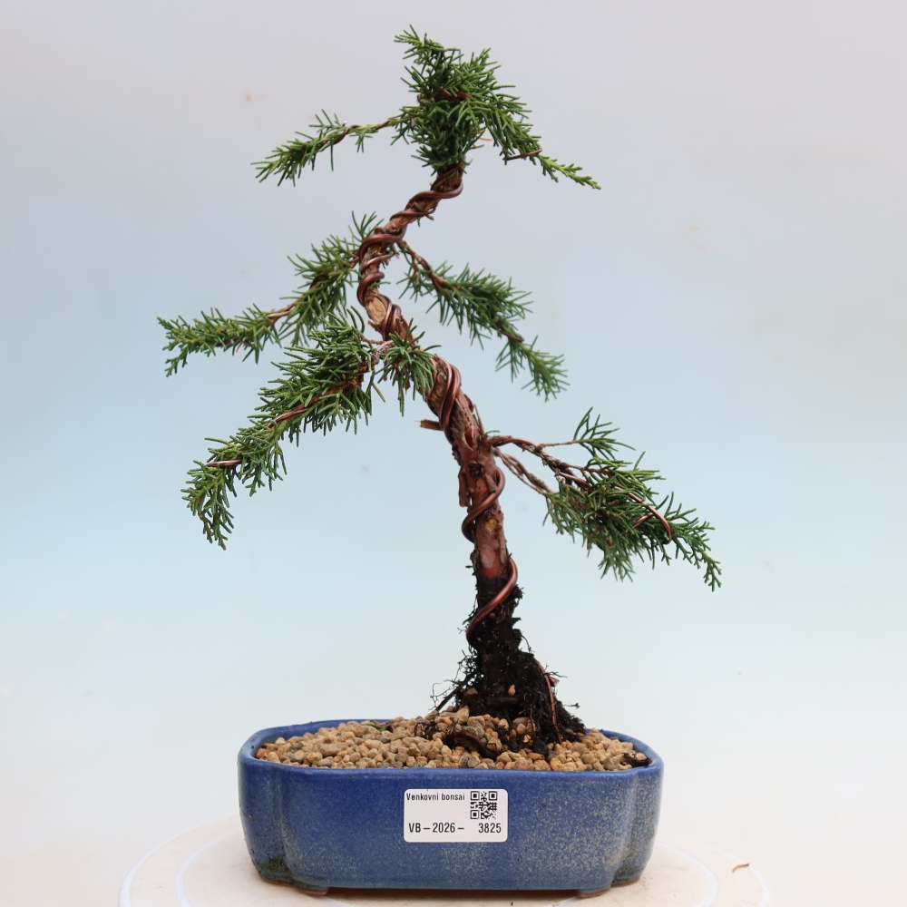 Bonsai da esterno - Juniperus chinensis Kishu