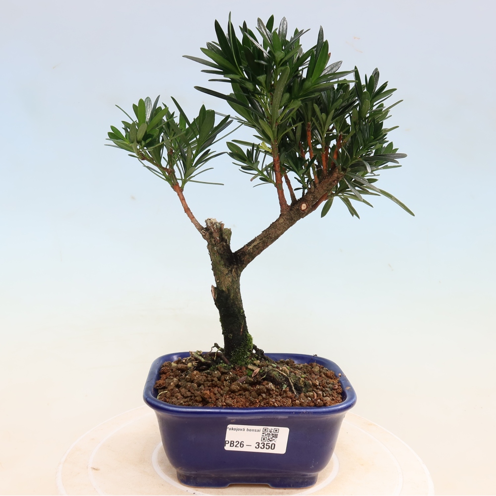 Camera bonsai - Podocarpus - Tasso delle pietre
