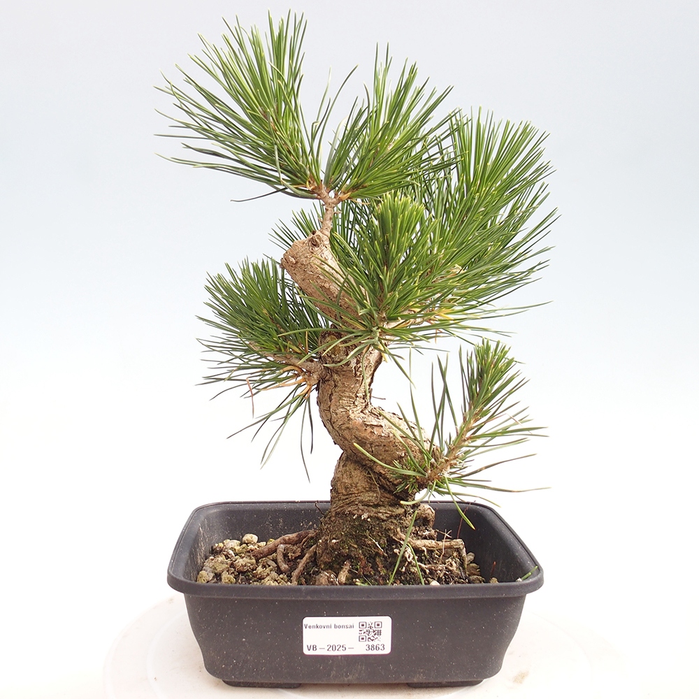 Bonsai da esterno - Pinus thunbergii - Pino di Thunberg