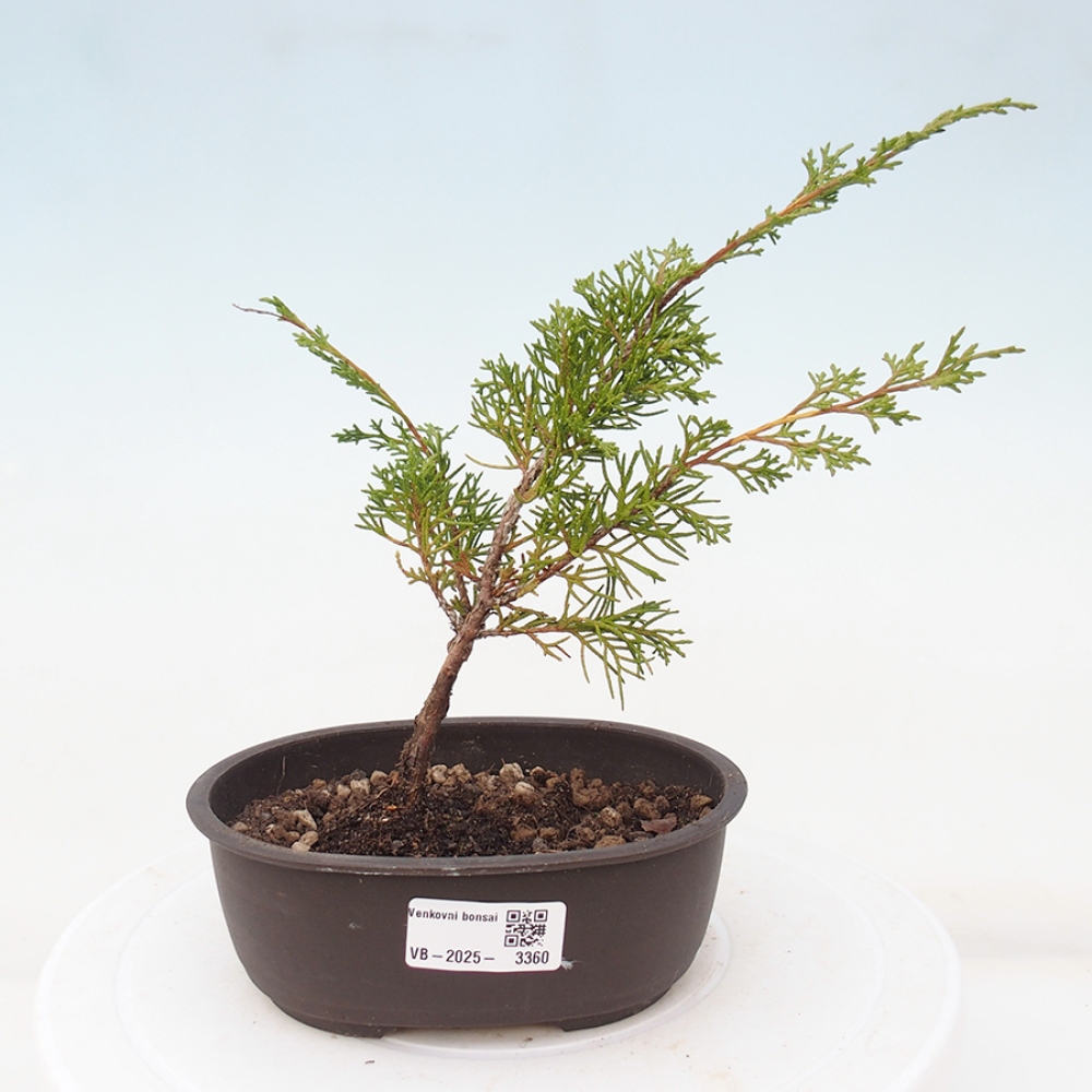 Bonsai da esterno - Juniperus chinensis Itoigawa