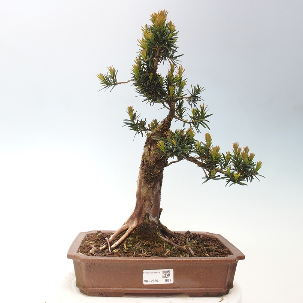 Bonsai da esterno - Taxus cuspidata - Tasso giapponese