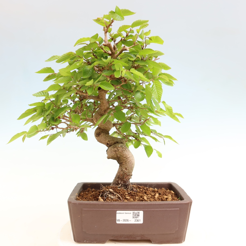 Bonsai da esterno -Carpinus Coreana - Carpino coreano