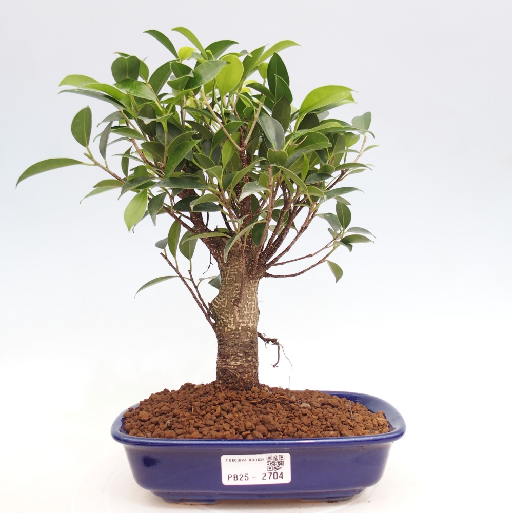 Camera bonsai - Ficus retusa - ficus a foglie piccole