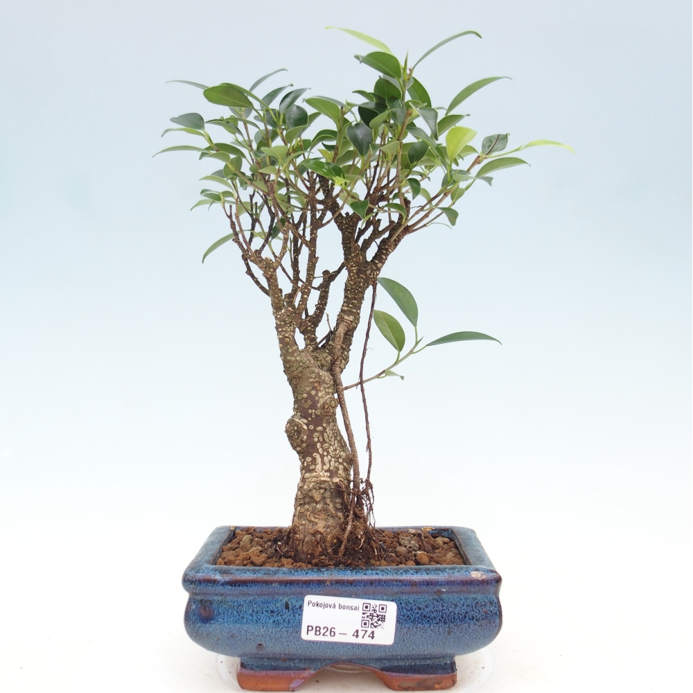 Camera bonsai - Ficus retusa - ficus a foglie piccole