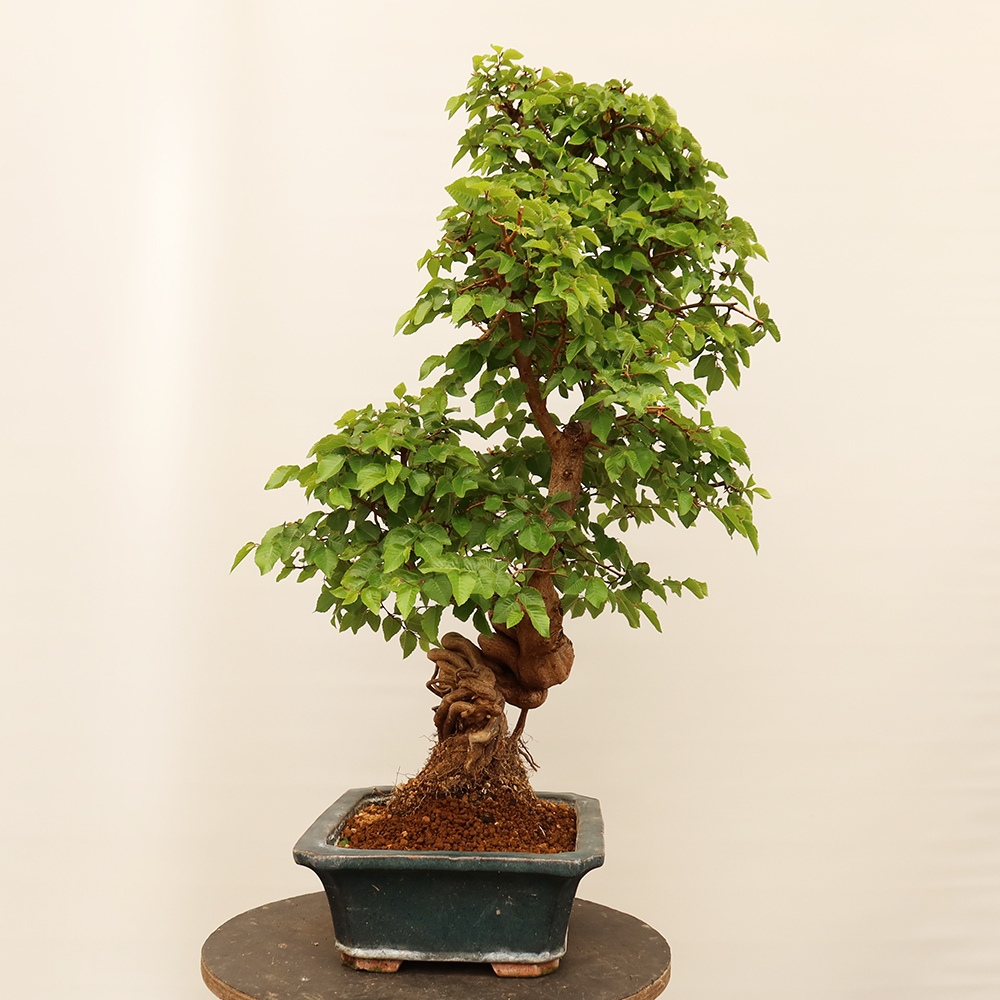 Bonsai da esterno -Carpinus Coreana - Carpino coreano