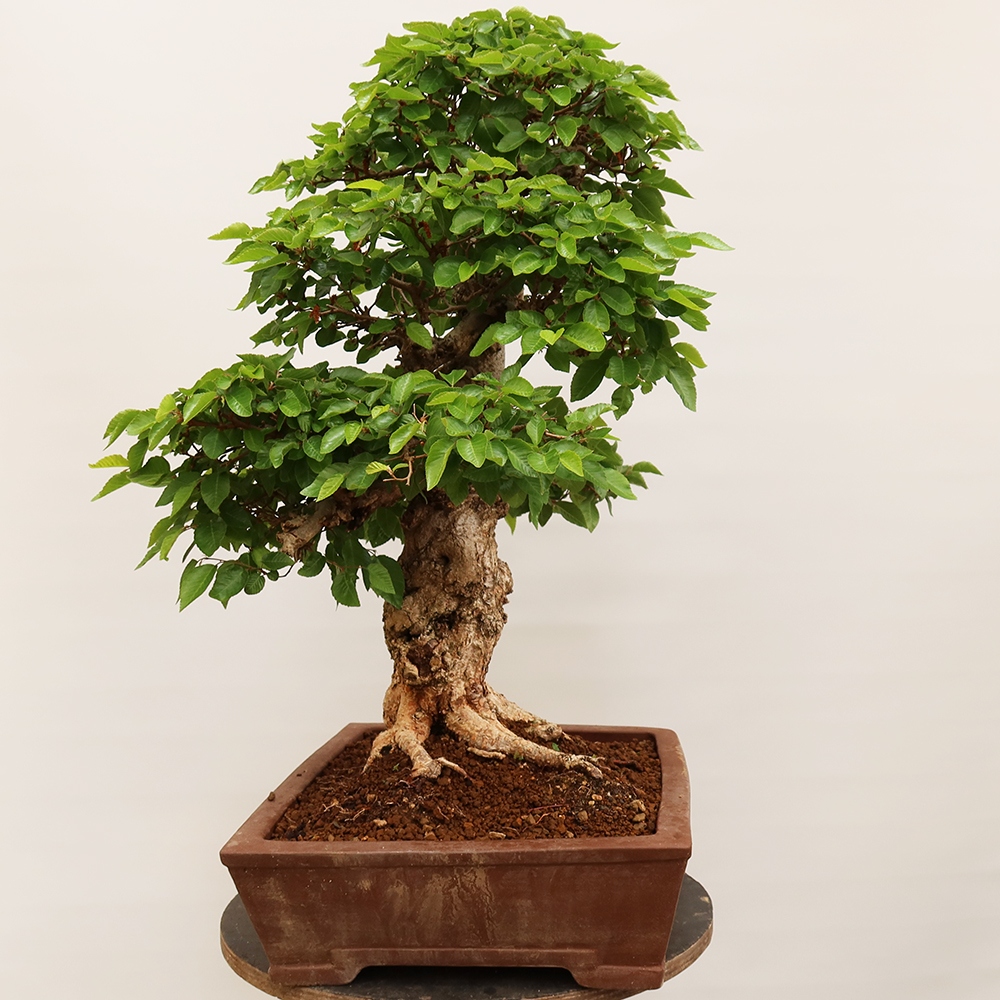 Bonsai da esterno -Carpinus Coreana - Carpino coreano