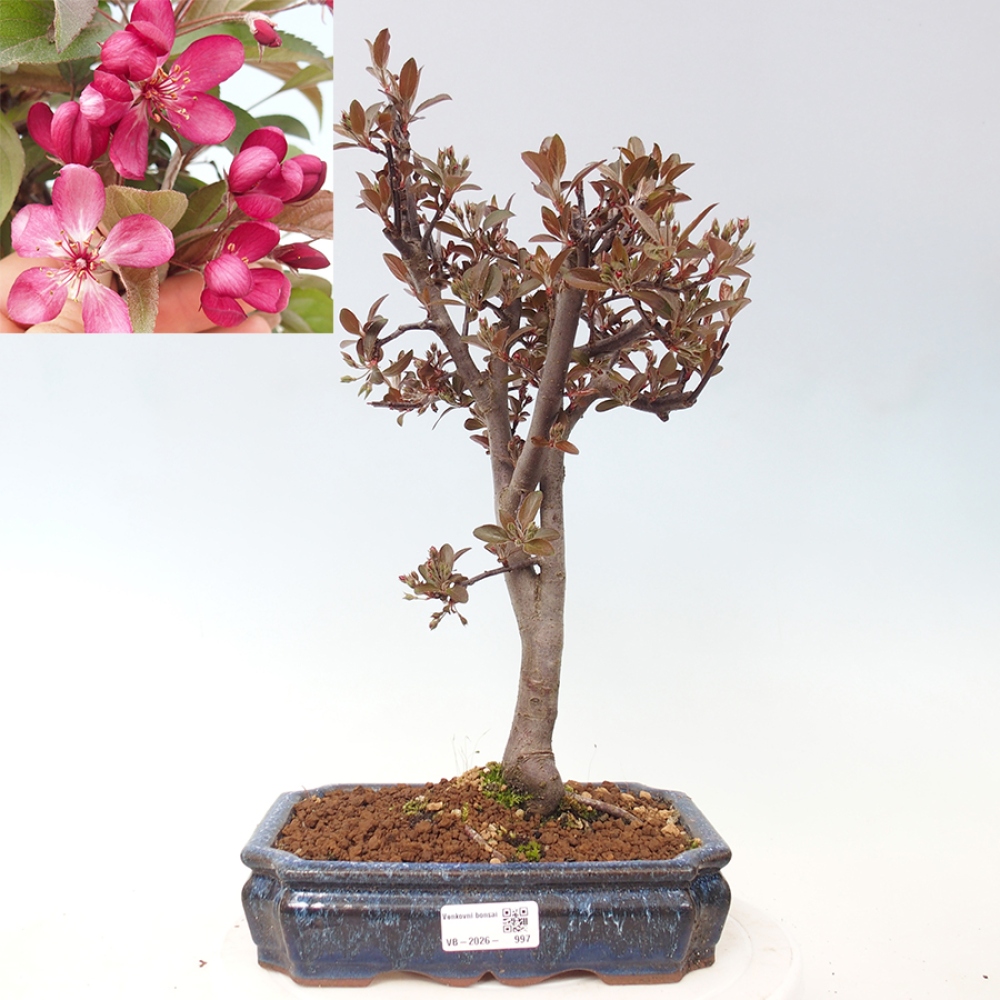Bonsai da esterno -Malus domestica - Melo a piccoli frutti a foglie rosse