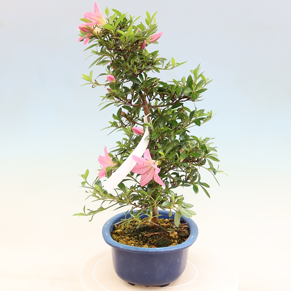 Bonsai da esterno - Azalea giapponese - Azalea Nasuno