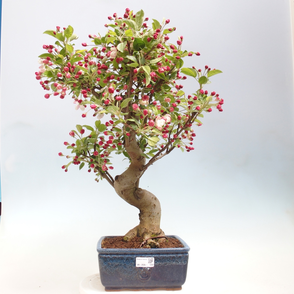 Bonsai da esterno -Malus halliana - Melo a frutto piccolo