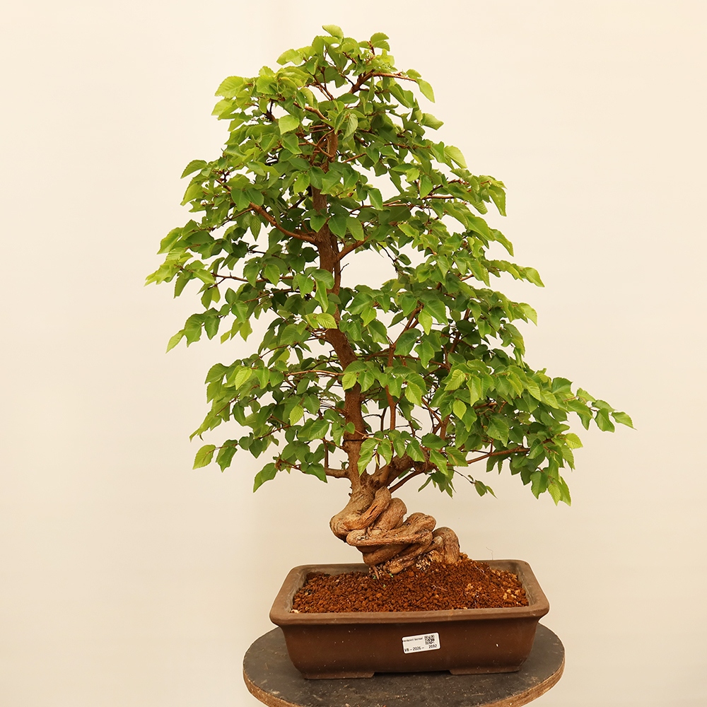 Bonsai da esterno -Carpinus Coreana - Carpino coreano