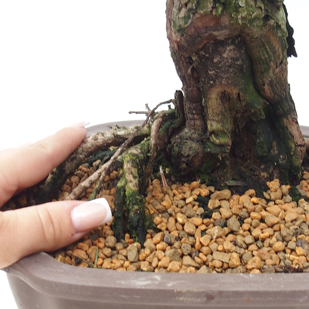 Bonsai da esterno - Pinus thunbergii Kotobuki - Pino di Thunberg