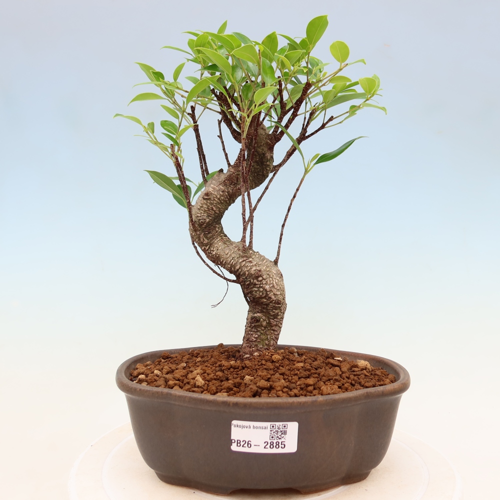 Camera bonsai - Ficus kimmen - ficus a foglie piccole