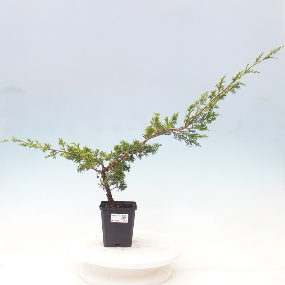 Bonsai da esterno - Juniperus chinensis Itoigawa